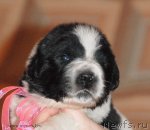 Превью фото № 108338