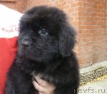 Превью фото № 108471