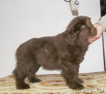 Превью фото № 108509