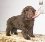 Превью фото № 108510