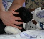 Превью фото № 108714