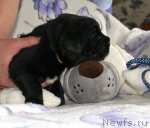 Превью фото № 108723