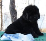 Превью фото № 108767