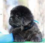 Превью фото № 108769