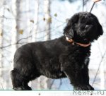 Превью фото № 108834