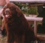 Превью фото № 10896