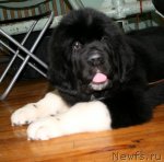 Превью фото № 109719