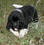 Превью фото № 109889