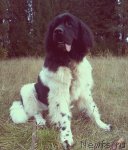 Превью фото № 109926