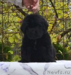 Превью фото № 110246