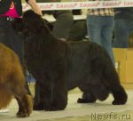 Превью фото № 110261