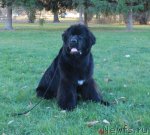 Превью фото № 110356