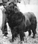 Превью фото № 1104