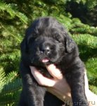 Превью фото № 110515