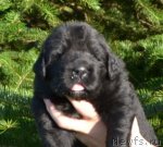 Превью фото № 110517