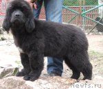 Превью фото № 110606