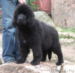 Превью фото № 110610