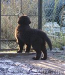 Превью фото № 110658