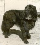 Превью фото № 1107