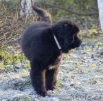 Превью фото № 110702