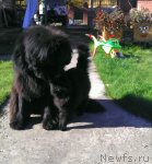 Превью фото № 111073