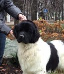 Превью фото № 111096