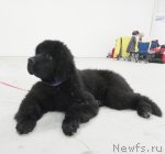 Превью фото № 111156