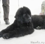 Превью фото № 111157