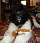 Превью фото № 111166