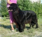 Превью фото № 111328