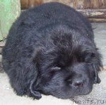 Превью фото № 111508