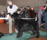 Превью фото № 111556