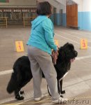 Превью фото № 111580