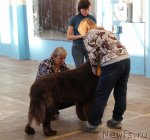 Превью фото № 111581