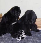 Превью фото № 11166