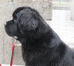 Превью фото № 111690