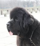 Превью фото № 111696