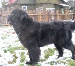 Превью фото № 111762