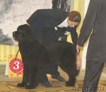 Превью фото № 111827