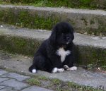 Превью фото № 111926