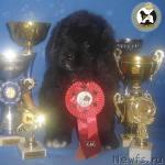 Превью фото № 11196