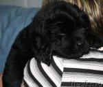 Превью фото № 111989