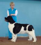 Превью фото № 11203