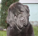 Превью фото № 112119