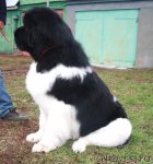 Превью фото № 112156