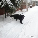 Превью фото № 112274