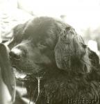 Превью фото № 1123