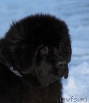 Превью фото № 112425