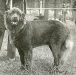 Превью фото № 1125