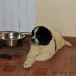 Превью фото № 112661